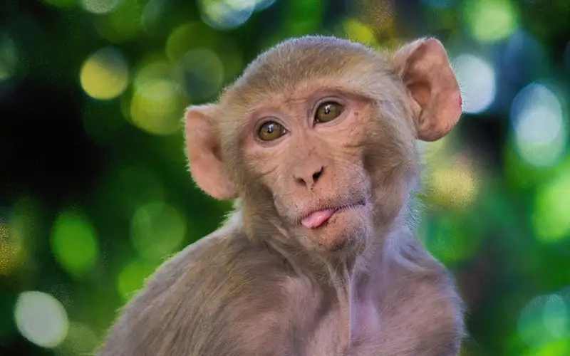  В Китае впервые клонировали макак-резусов по методике «овечки Долли»