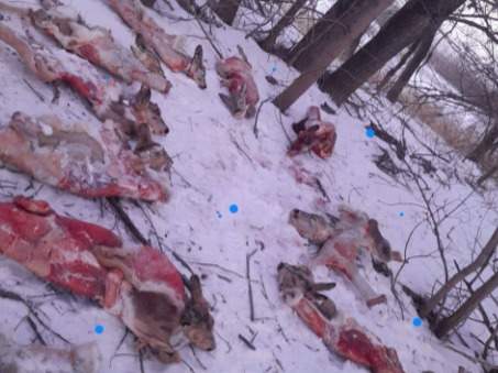 В пойме Иртыша от рук браконьеров погибли 12 косуль В пойме Иртыша от рук браконьеров погибли 12 косуль