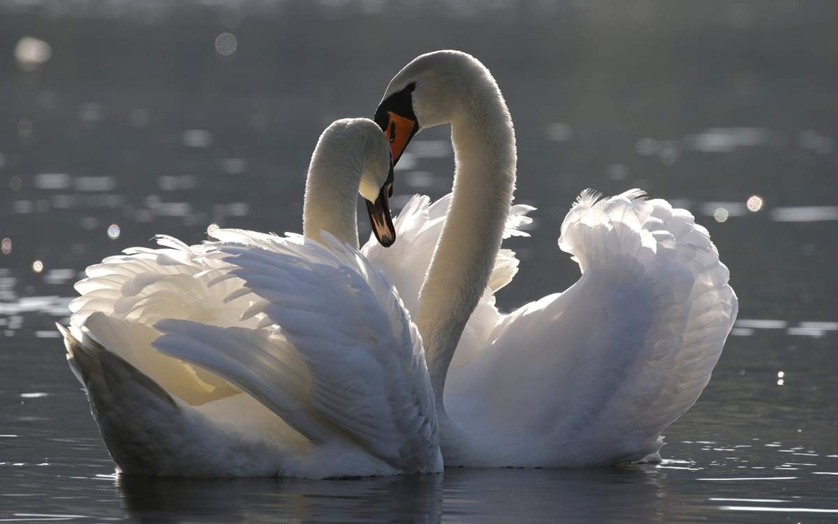 Бри Олсен порно онлайн көру