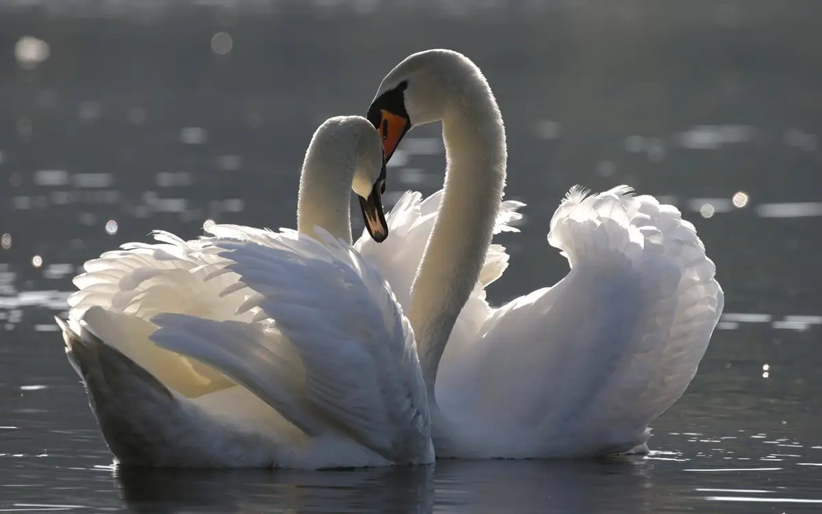 Лана порно массажға келді Ескі және жас порно көру