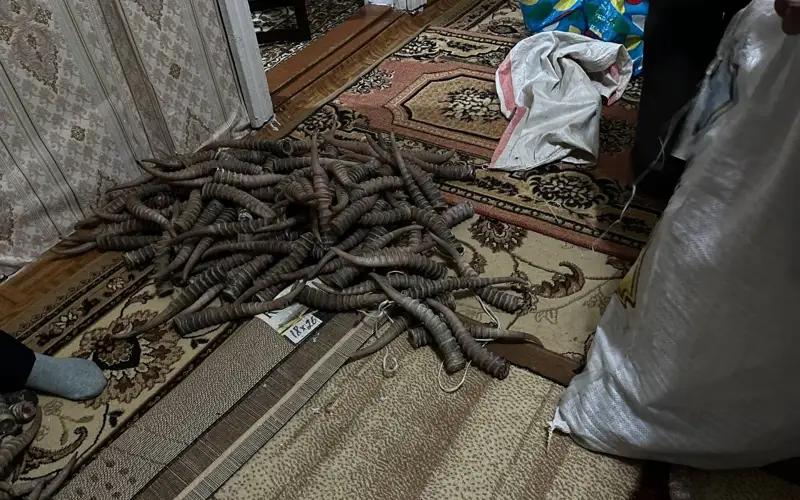 Múıiz