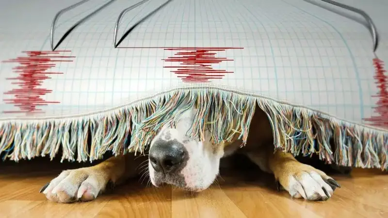 جانۋارلار جەر سىلكىنىسىن الدىن الا سەزە الا ما؟