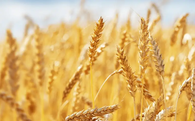 Kazakhstan’s Food Contract Corporation ready to supply 1mln tons of wheat to Azerbaijan