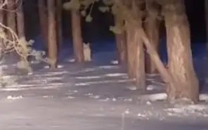 Рысь засняли на видео в природном резервате в Павлодарской области