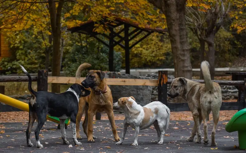 қаңғыбас ит