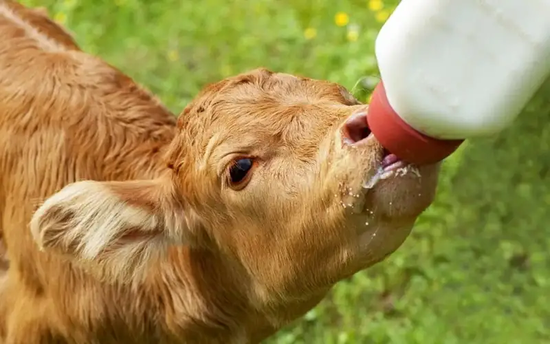 Хитойда йўқолиб кетиш хавфи остида турган буқалар муваффақиятли клонланди