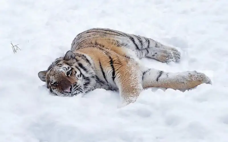 Фото: Михаил Сорокоумов