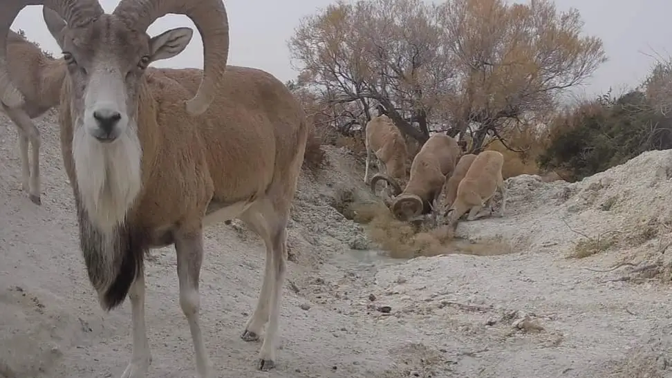 Playboy Russia Ани Лорактың суреті