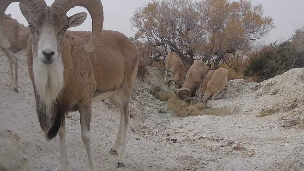 Порно фильмді онлайн көру: Аққұбалар мастурбация жасайды