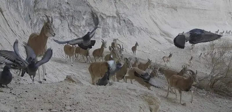 Үйсіз жігіт пен қыздың арасындағы секс