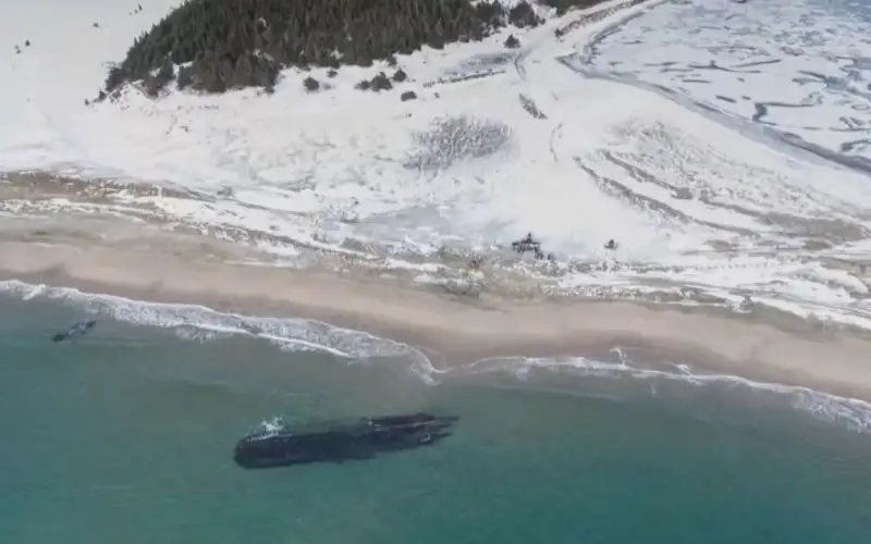 Затонувшее старинное судно обнаружили у Ньюфаундленда 