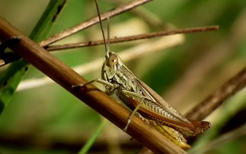 4 млрд бөлінеді
