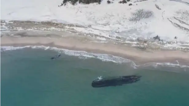 Ньюфаундленд жағалауы