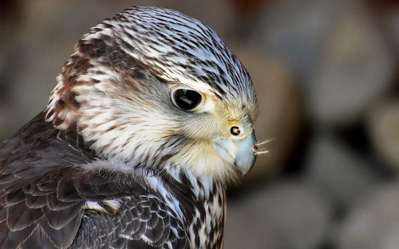 сокол сокол