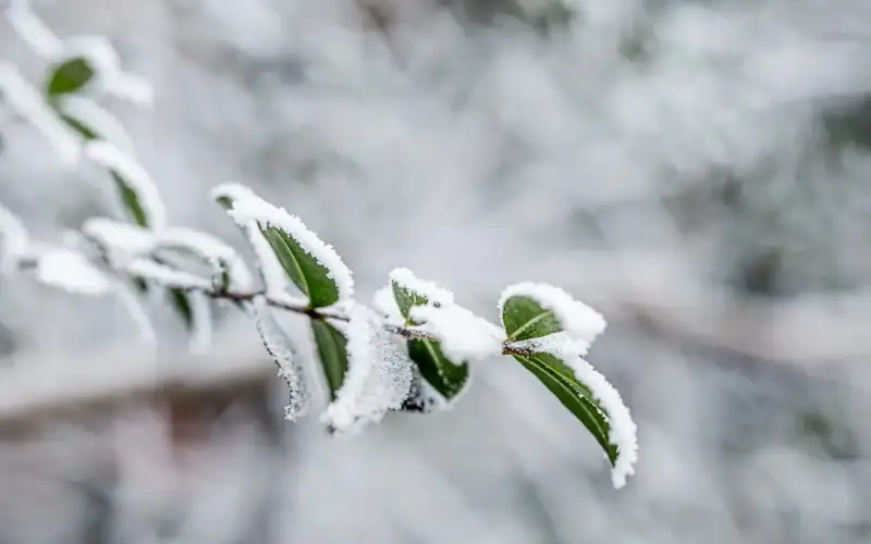 weather