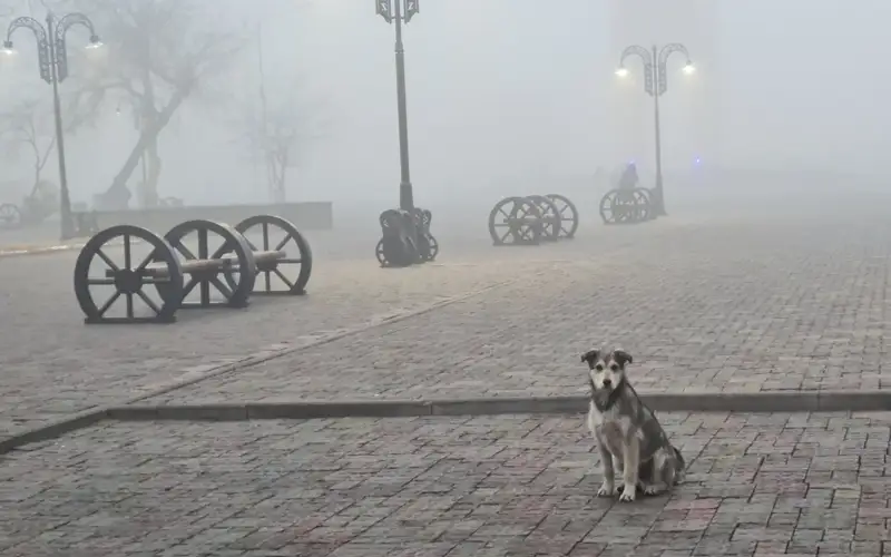 Свыше двух тысяч собак и кошек получили электронные паспорта в Жамбылской области