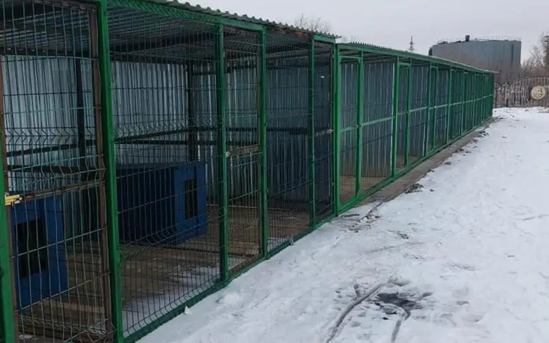 Пункт временного содержания бездомных животных появился в Караганде