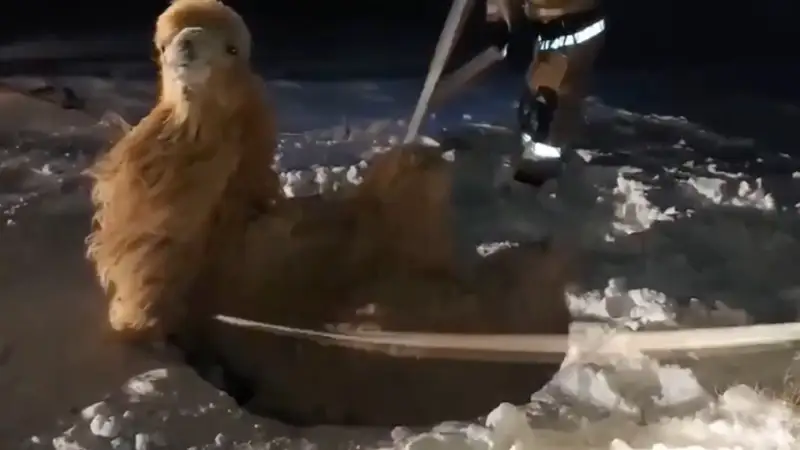 спасение верблюда