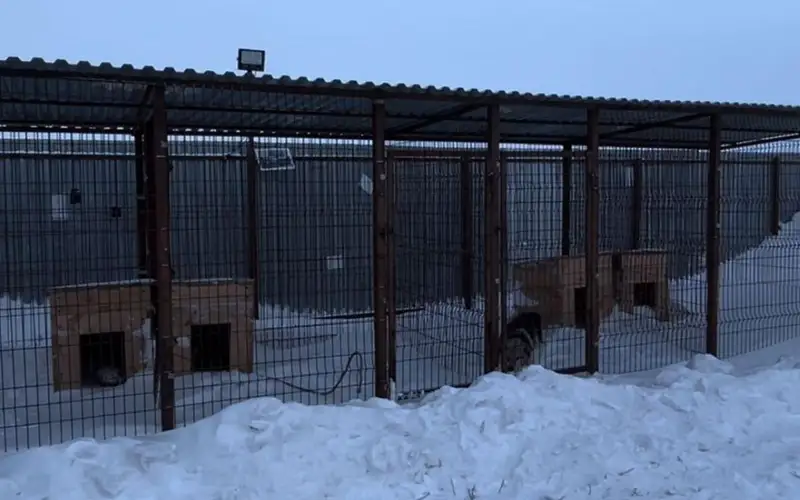 Приют для бездомных животных открыли в Каркаралинском районе