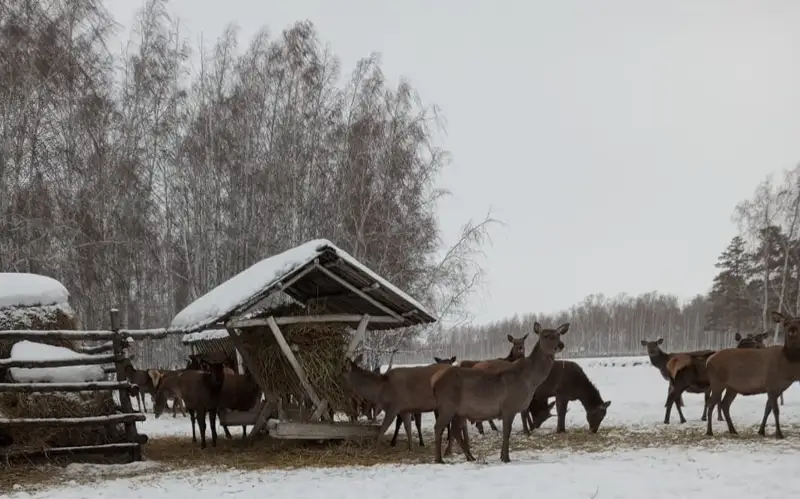 жануарларды қодан қоректендіру