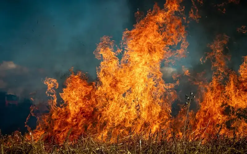 Death toll in Chile forest fires rises to 131