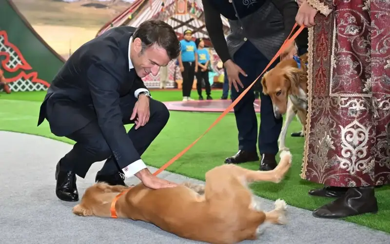 Подарок Токаева: Эмманюэль Макрон назвал щенков тазы Жюль и Жанна