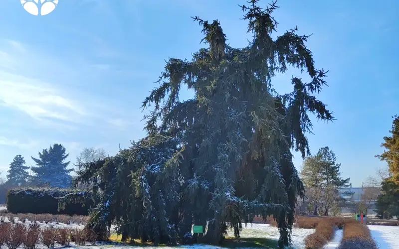 ботаникалық бақ