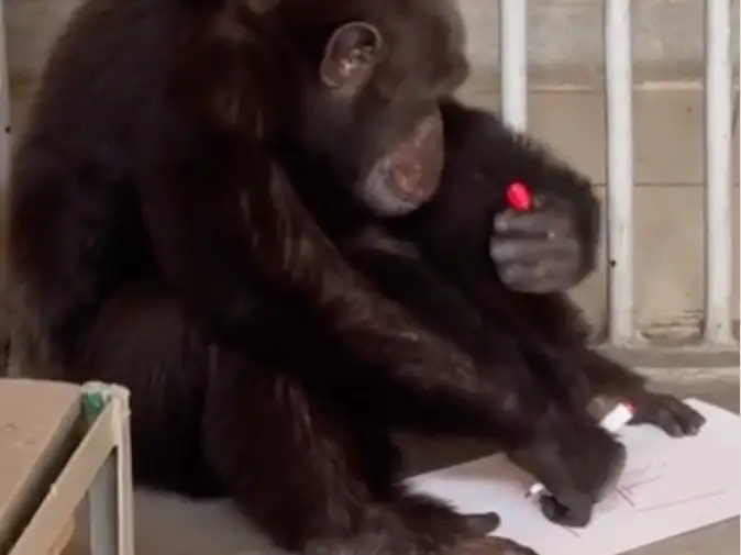 Художники Паша и Лола: зоопарк Алматы показал, как рисуют их шимпанзе