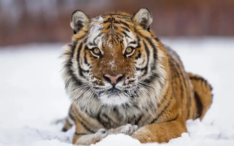 Турон йўлбарси