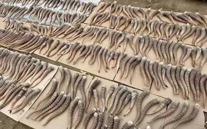 «Охотзоопром» өздері атқан киіктерден қанша мүйіз алынғанын айтты