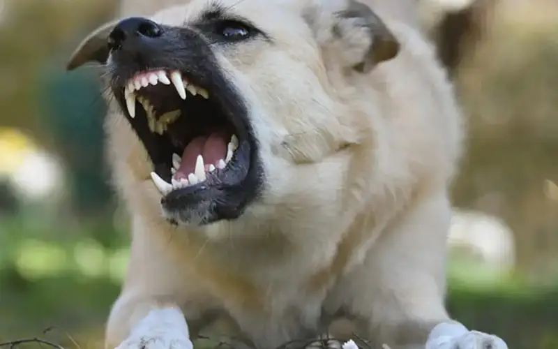 Эфтаназия для агрессивных: в Мажилисе рассматривают законопроект об ответственном обращении с животными