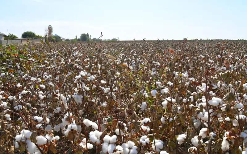 cotton cotton