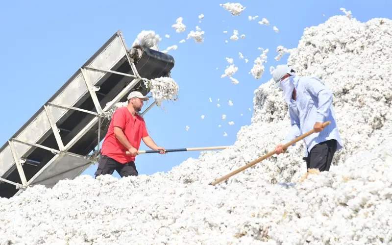 Cotton Cotton