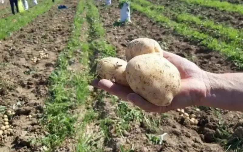 Фото: Сарыағаш ауданы әкімдігі