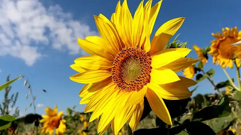 В Казахстане увеличат площади посевов масличных, кормовых культур и сахарной свеклы