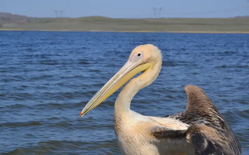Как зимуют птицы в зоосаде курорта Бурабай