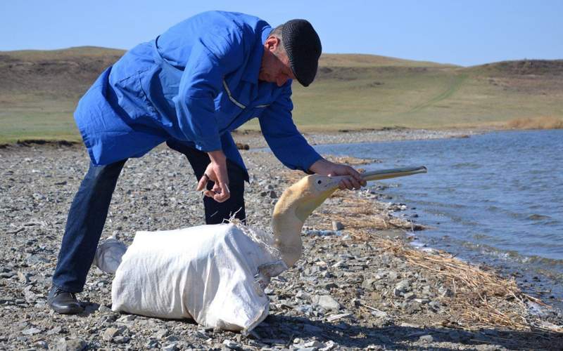 Как зимуют птицы в зоосаде курорта Бурабай Как зимуют птицы в зоосаде курорта Бурабай