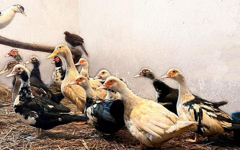 Как зимуют птицы в зоосаде курорта Бурабай Как зимуют птицы в зоосаде курорта Бурабай