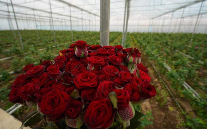 Теплица и предприятие по производству меда &laquo;Пасека-Бал&raquo; в сельском округе Турбат Казыгуртского района