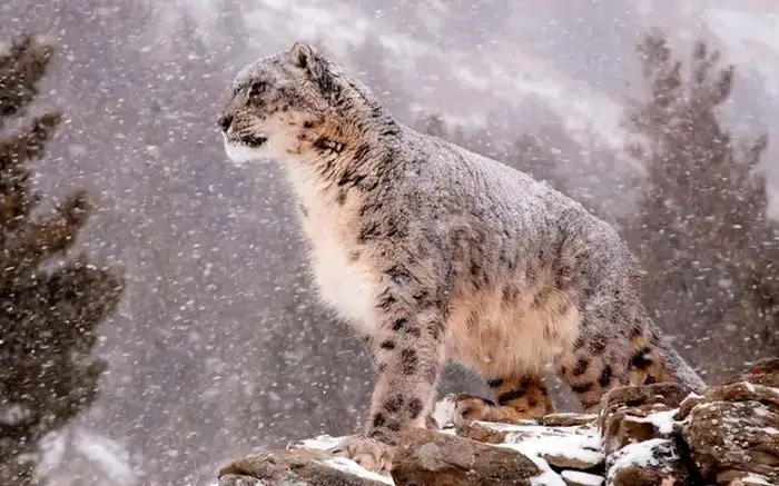 Snow leopard