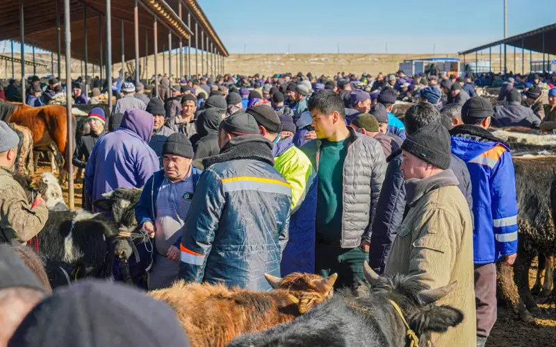 Скотный рынок в Карабулаке