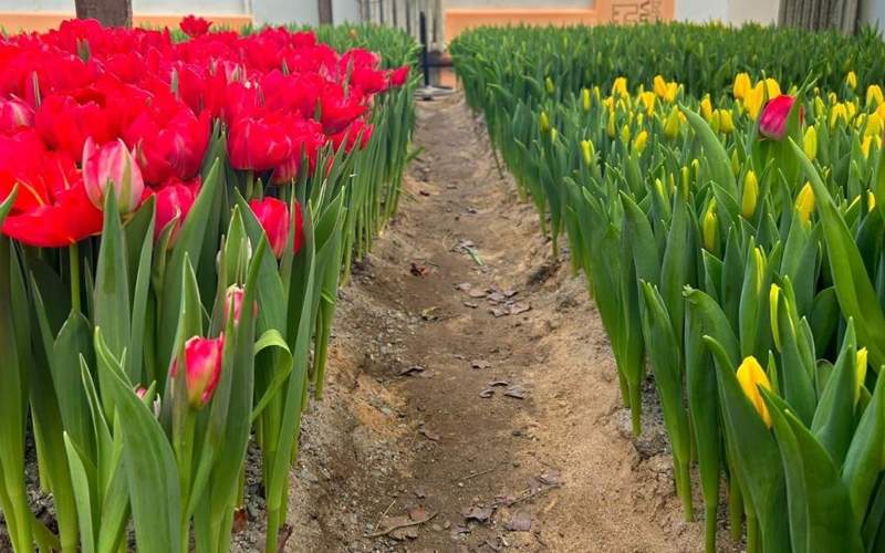 тюльпаны цветы