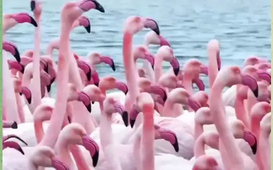 Фламинго в Мангистау