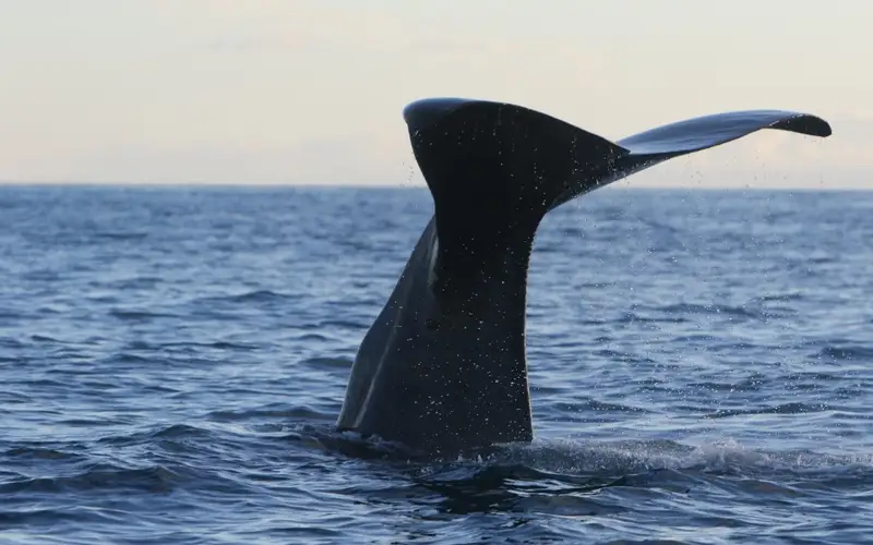 More whales getting stranded in western Japan bay as global warming progresses