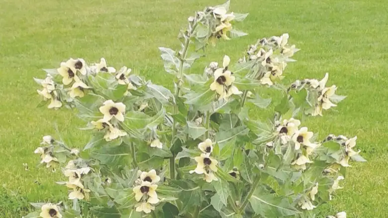 قازاق تىستەگى قۇرتتى قالاي شاقىرعان؟