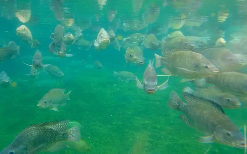 рыбоводство 