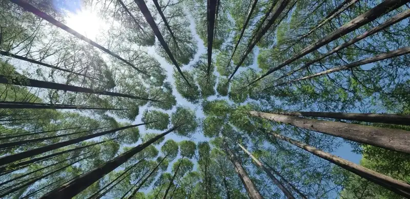 trees