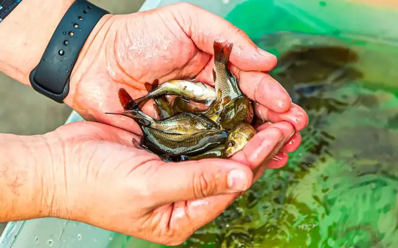 Number of fish farms increases 2.5fold in Kazakhstan