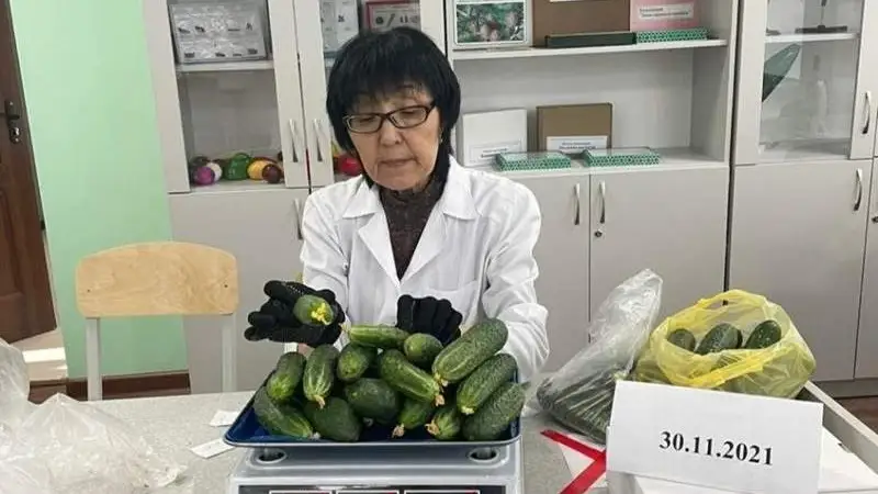 Патент на выращивание огурцов отечественной селекции получил казахстанский ученый 