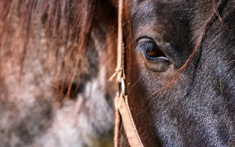 horses